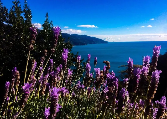 Suisse Bellevue فندق مونتيروسّو ال ماري